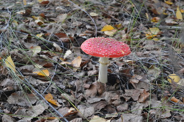 Bright lonely mushroom in the shade