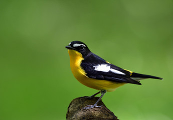 Naklejka premium Yellow-rumped, Korean or Tricolor flycatcher (Ficedula zanthopygia) lovely yellow with black wings bird perching on a branch over blur green background, exotic nature