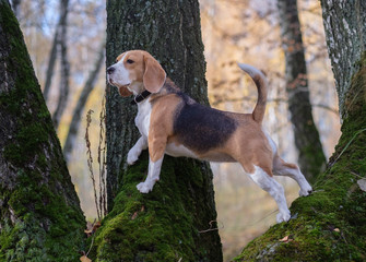 Beagle dog climbed the tree in the forest