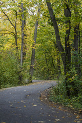 Fototapeta premium path in autumn forest 
