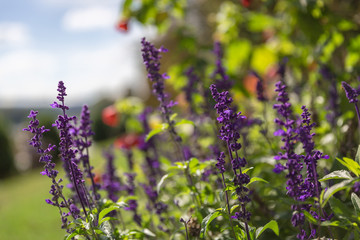 garden and Flowers