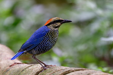 Blue Pitta (Hydrornis cyaneus) beautiful blue bird with stripe belly and red head standing on big log showing its side feathers profile, amazing nature