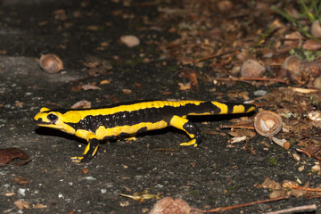 salamandre commune salamandra 
