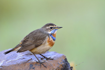 Bluethroat (Luscinia svecica) Beautiful chubby brown bird with blue and orange marking on its chest perching on rock in morning soft lighting