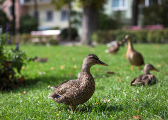 ente vogel