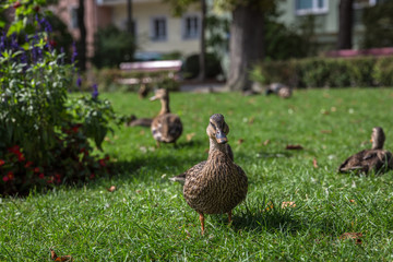 ente vogel