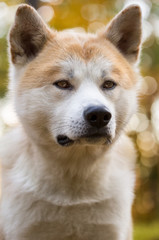 Portrait of Akita Inu Japanese pedigree dog