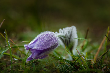 Kuhschelle mit Tautropfen