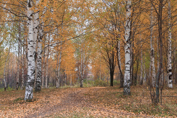 Autumn birches of the city park