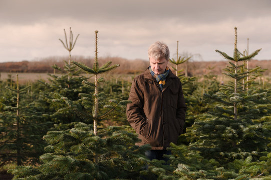 Parent chooses Christmas Tree for his family