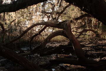 A tree covered by the shade