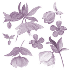 Obraz premium Set of watercolor botanical illustration of hellebores isolated on white background in cyanotype filter