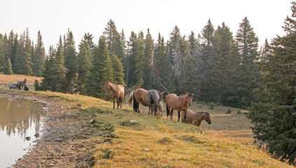 Small herds of wild horses at the grassy edge of a waterhole in the Pryor Mountains Wild Horse...