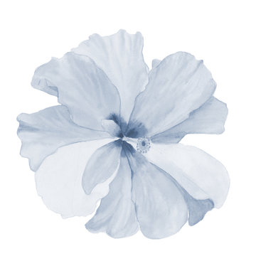 Watercolor hibiscus. Hand painted exotic floral illustration with leaves isolated on white background. Tropic flower for design, print and fabric
