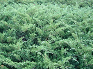 Photos natural background branch blue spruce growing in the park. shallow depth of field