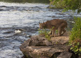 Lynx on a Rock Next to a River