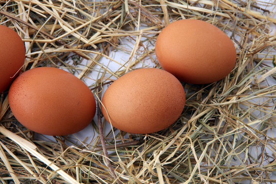 Egg. Fresh farm eggs on a white background.