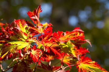 Brightly colored autumn coloured acer leaves background