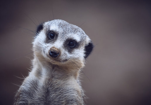 Cute Meerkats