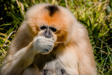 Gibbon au Parc de la Tête d'or à Lyon