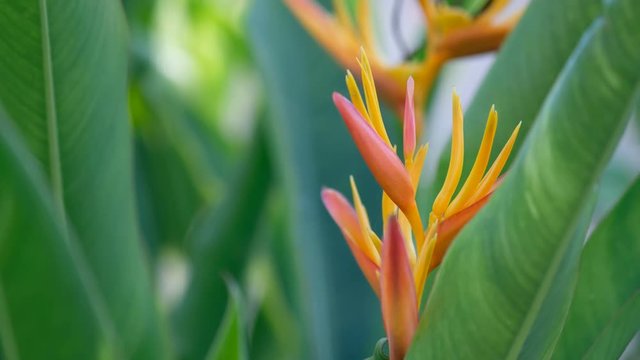 Heliconia flower moving