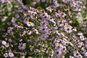 Espèce de marguerites à pétales roses-violettes aux Jardin Massart à Auderghem 
