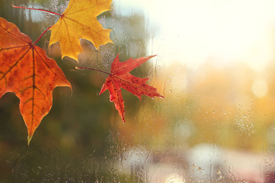 autumn weather outside the window/ red and yellow maple leaves and raindrops on the glass 