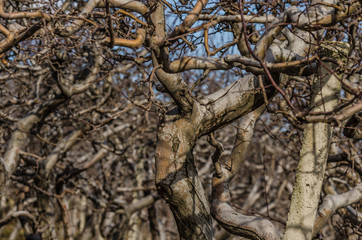 knorrige aeste apfelbaeume