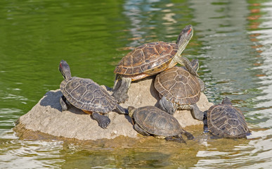 tortoises on a stone