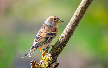 The brambling (Fringilla montifringilla) bird female on a branch