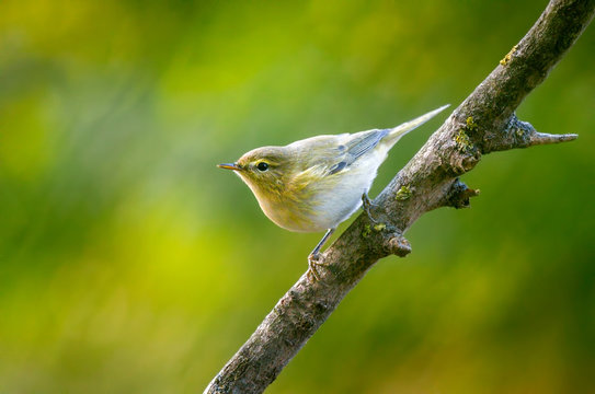 The common chiffchaff (Phylloscopus collybita) bird on a branch