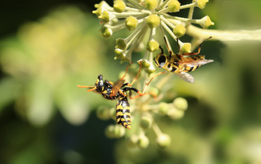 Wasp and bee...