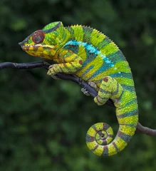 Zelfklevend Fotobehang Panther chameleon Furcifer pardalis  Ambilobe 2 years old endemic from madagascar © Jan