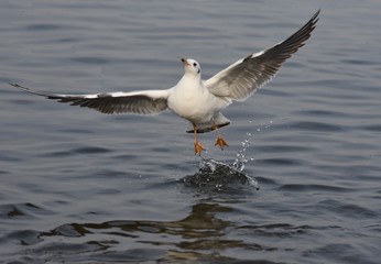 Gull on the lake