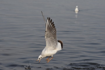 Gull on the lake