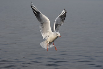 Fototapeta na wymiar Gull on the lake
