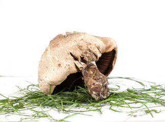 brown mushroom photograped in studio