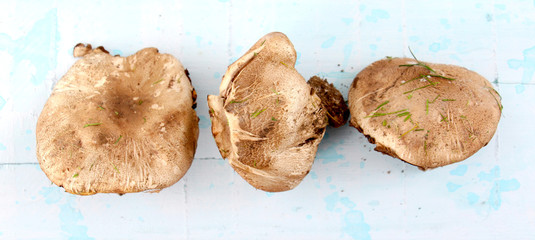 brown mushroom photograped in studio