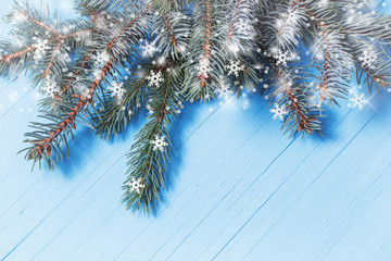 fir branch on blue wooden background