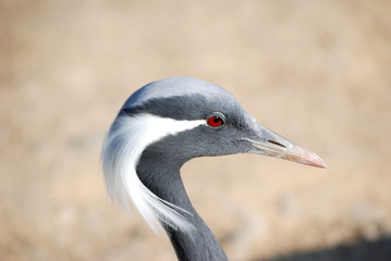Demoiselle crane