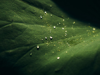 Water droplets on a leaf