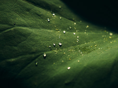 Water droplets on a leaf
