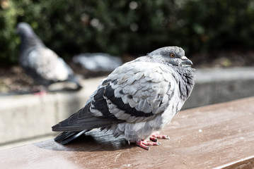 Fta lonely pigeon