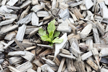 Green sprout growing