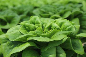 ButterheadLettuce