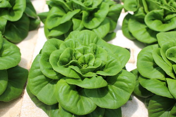 ButterheadLettuce