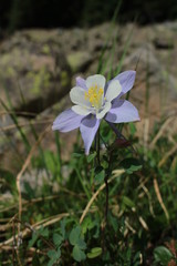 Fototapeta premium RockyMountainColumbine