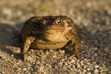 Kröte
