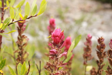 MountainWildFlowers