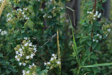 MountainWildFlowers